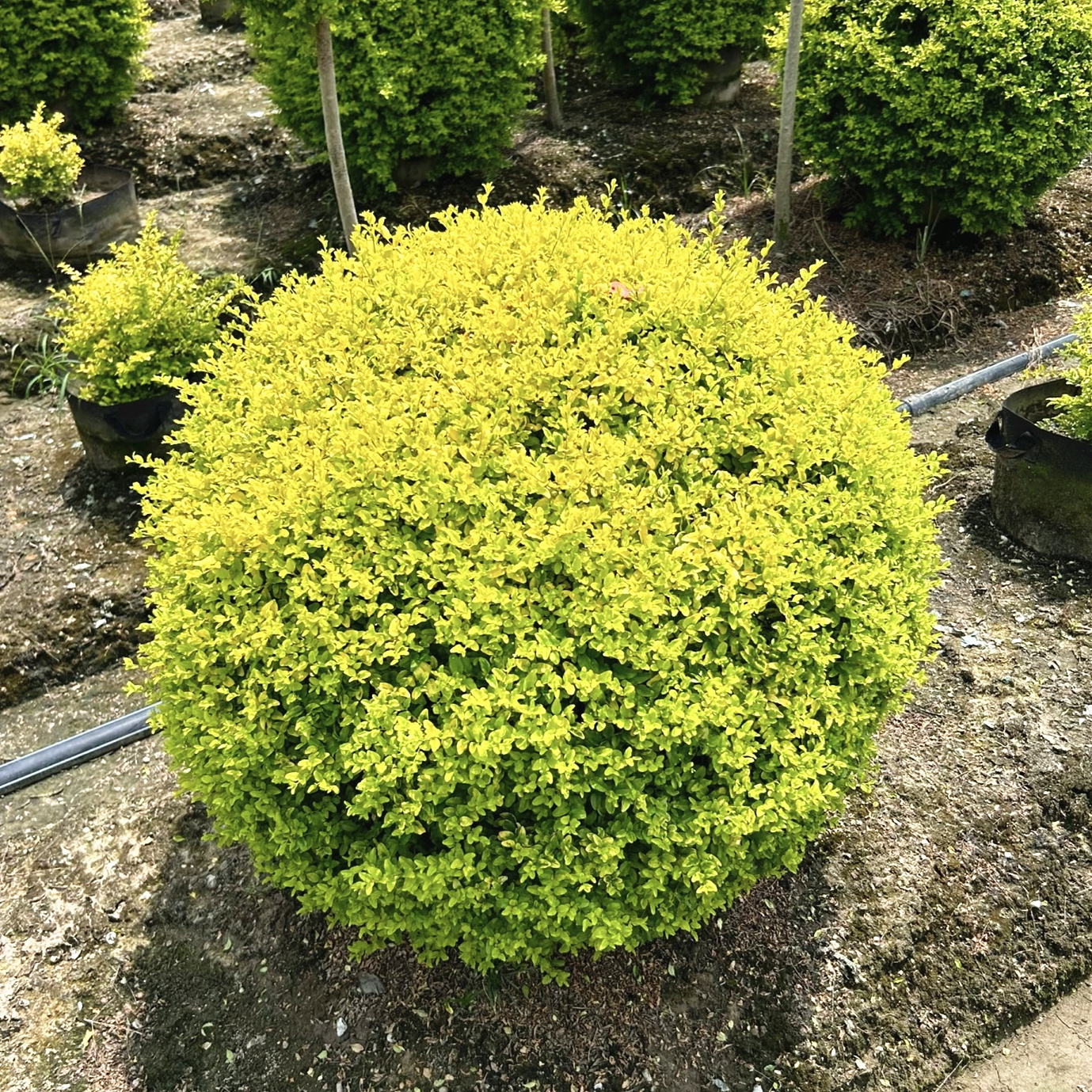 亮晶女贞球棒棒糖树苗别墅庭院耐寒四季常青风景树花镜宝塔造型树