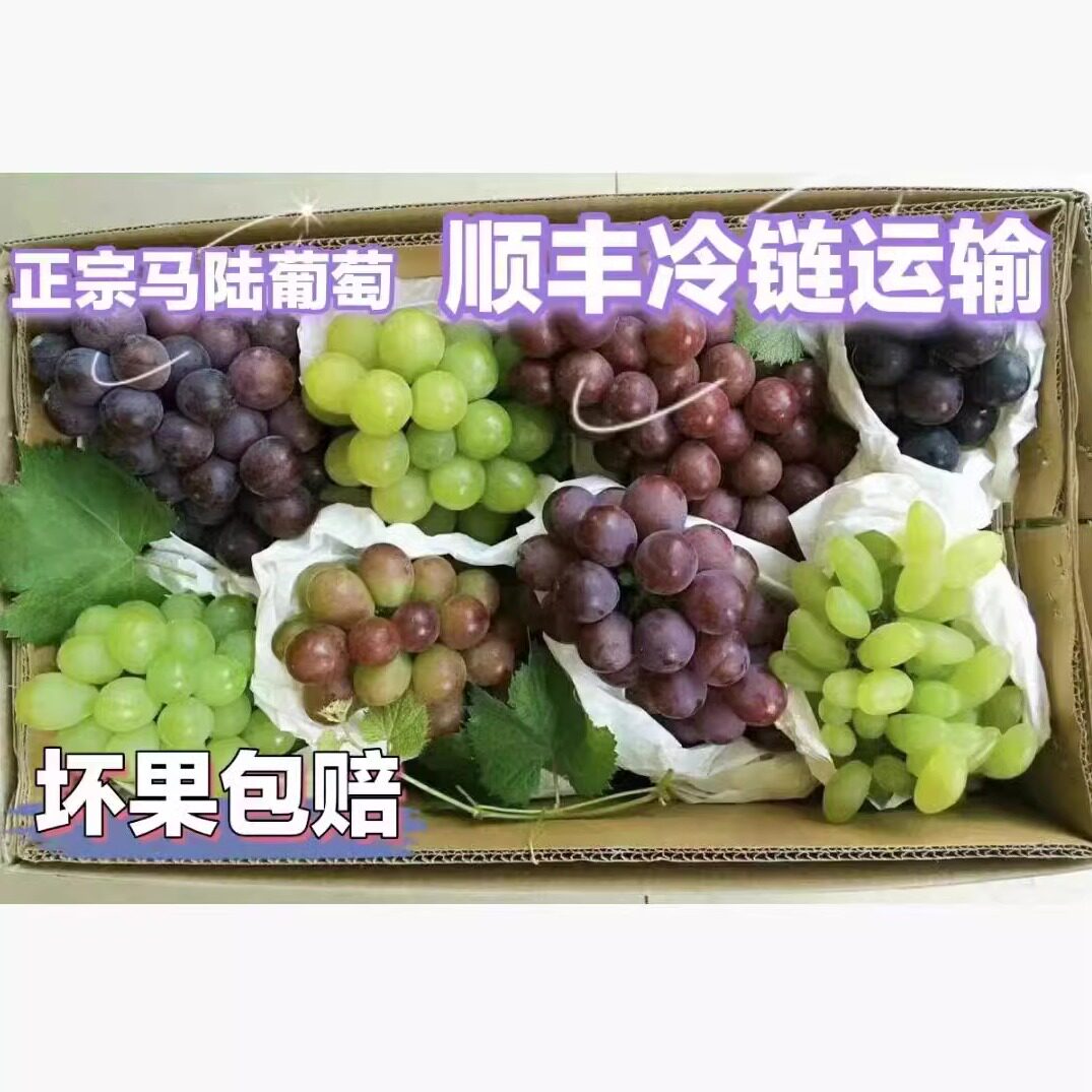 马陆葡萄10斤巨峰玫瑰奶油葡萄葡萄/提子