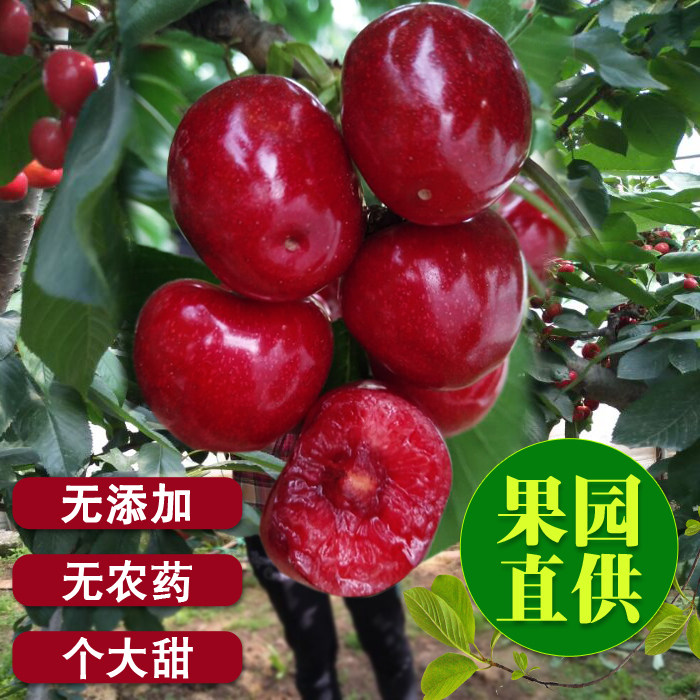 山东特产烟台大樱桃龙冠车厘子现摘现发孕妇水果2斤空运包邮