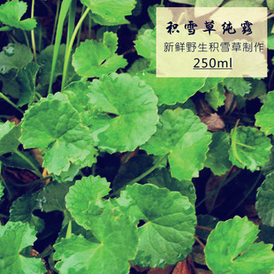 饱和野生积雪草纯露250ml修复屏障受损敏感豆豆印胶原蛋白