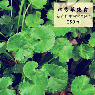 屏障受损敏感豆豆生成积雪草纯露