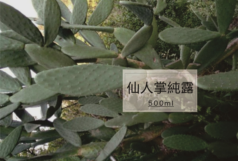 野生巨补水功效500ml包邮纯露