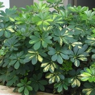 鸭脚木 小叶金滇蜡树苗四季长青耐寒盆庭院别墅花镜植物