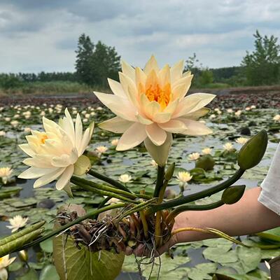 【艾肯丝】耐寒中大型睡莲杏黄色多瓣大花水生植物庭院盆栽花卉