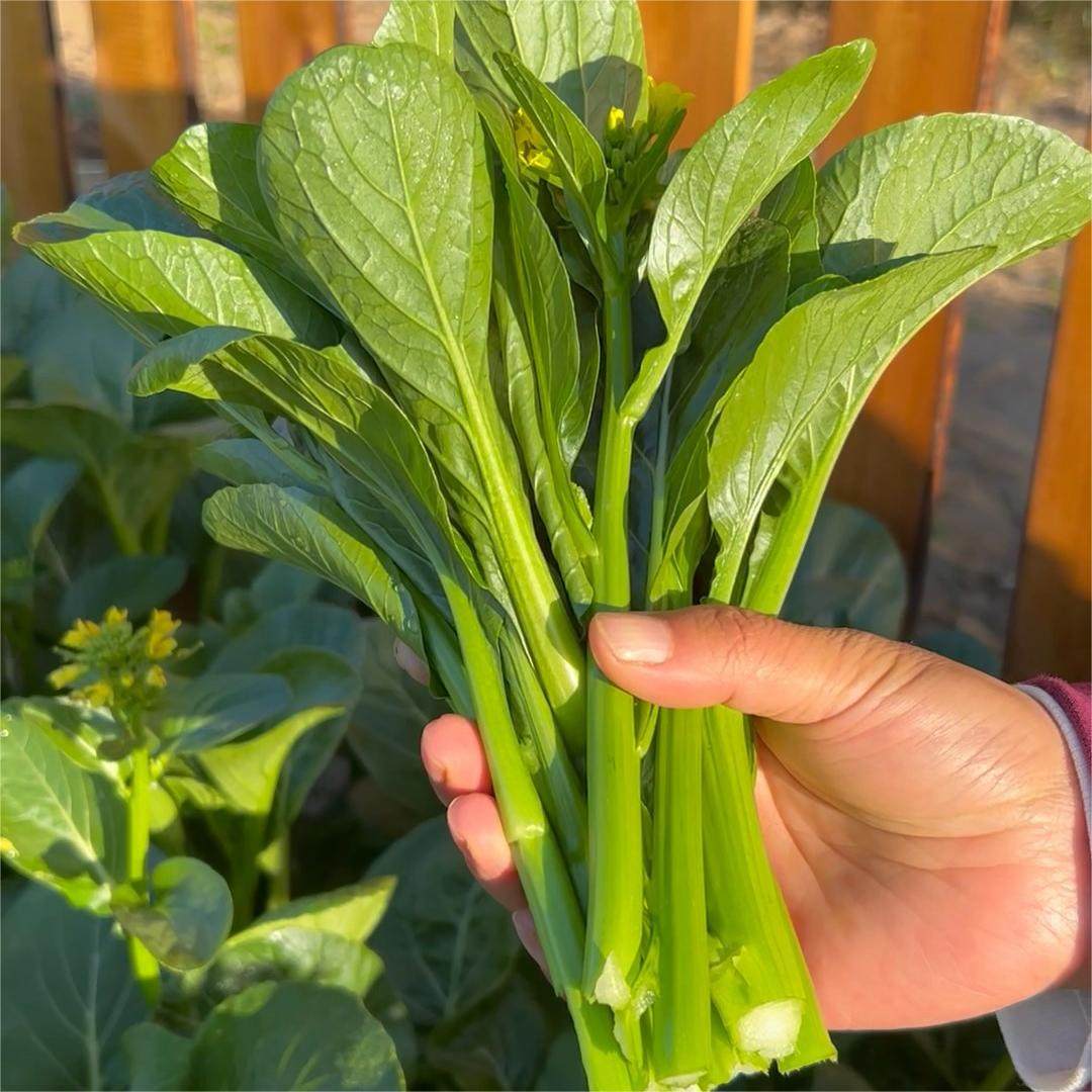 四九菜心种子 菜心菜苔种子 长速快多茬采收脆嫩