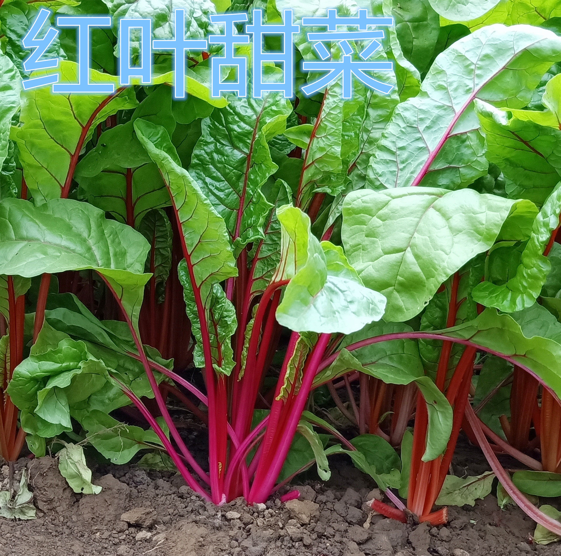 叶用红甜菜种子 红根达菜红梗菜 红莙荙菜 牛皮菜易种多次采收