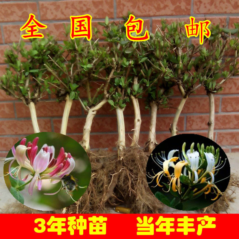 庭院地栽四季常青不落叶金银花苗