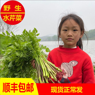 顺丰包邮湖南野生水芹菜新鲜河边野芹菜现摘现发当季野菜1/3/5斤