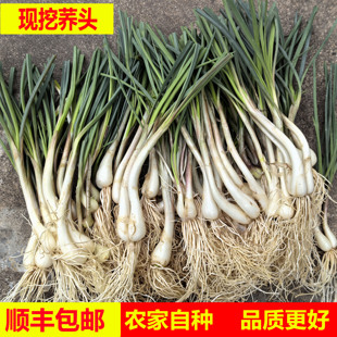 顺丰包邮农家自种现挖茭头新鲜荞头叫头薤白作泡菜子时令蔬菜5斤