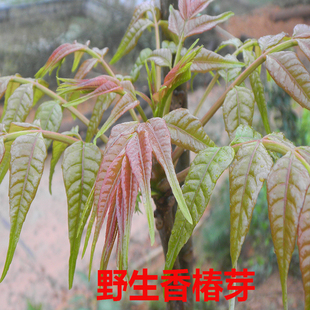 顺丰包邮野生香椿芽新鲜26年头茬红油香椿春叶芽当天采摘应季蔬菜