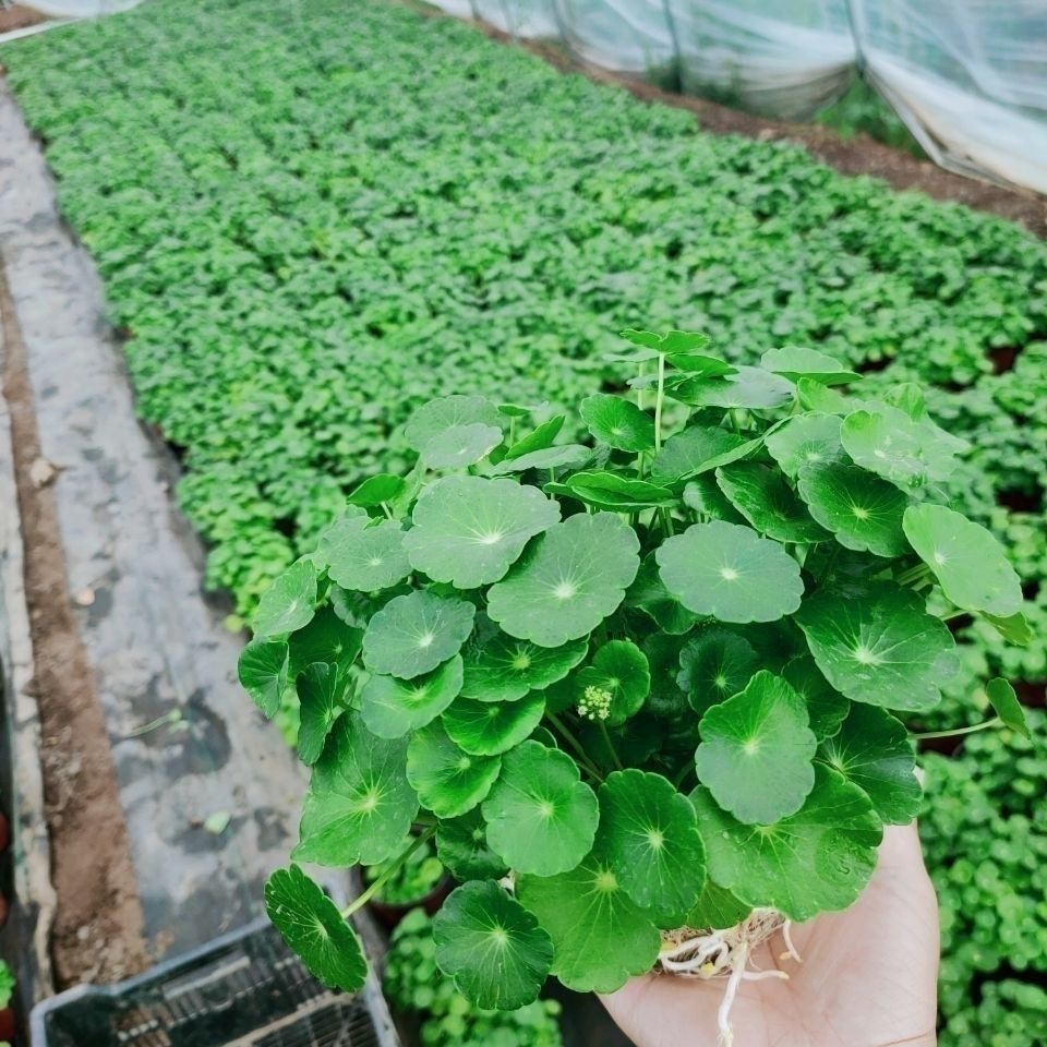 带叶铜钱草水培盆栽花卉绿植金钱草吸甲醛植物室内水养招财防辐射