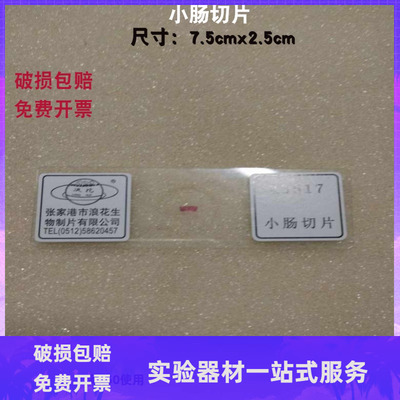 小肠生物切片厂家直销教学器材