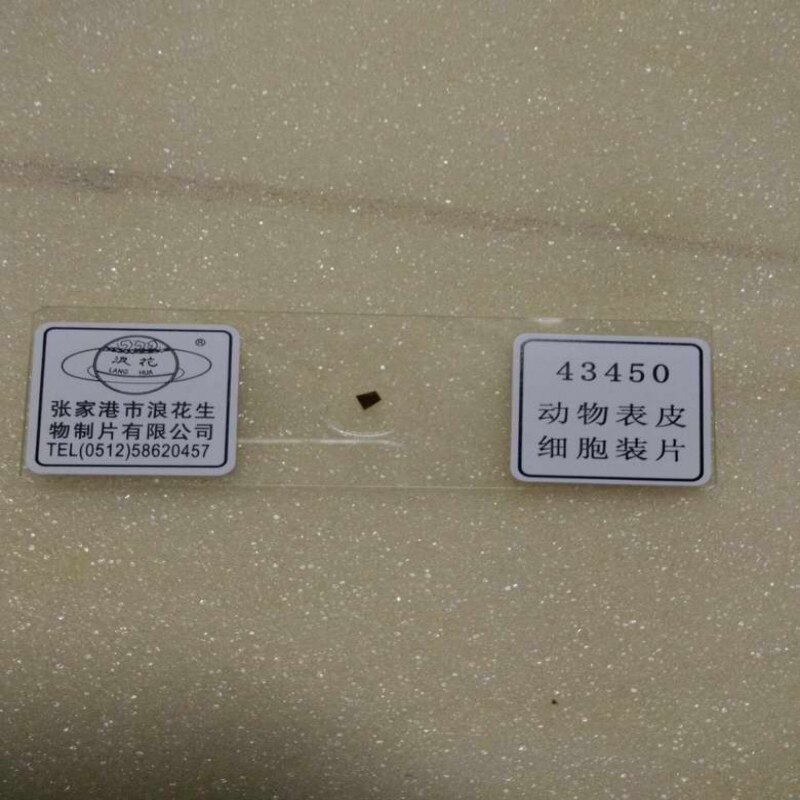 43450 动物表皮细胞装片生物切片30片装浪花牌装片涂片教学仪器