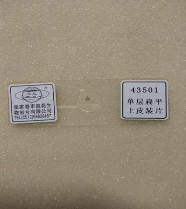 单层扁平上皮装片 初中生物切片 教学仪器 实验器材
