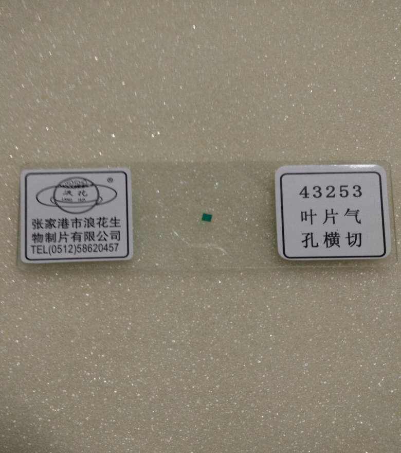 43253叶片气孔装片生物切片 张家港浪花牌 装片涂片教学仪器