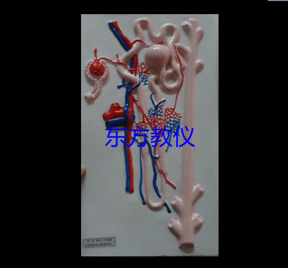 肾单位肾小体放大模型 生物学生理卫生基础组织学教学