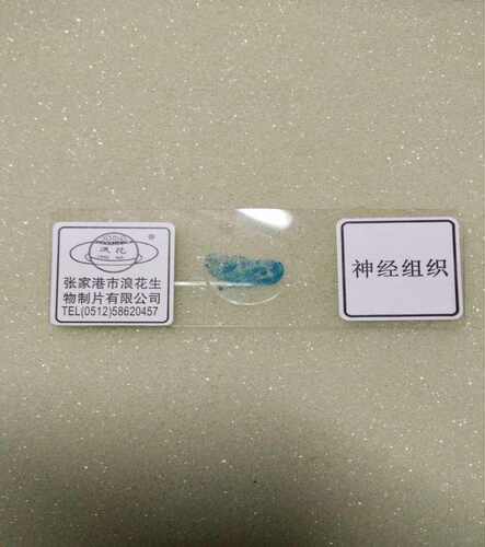四大组织神经组织切片装片生物切片浪花牌教学仪器