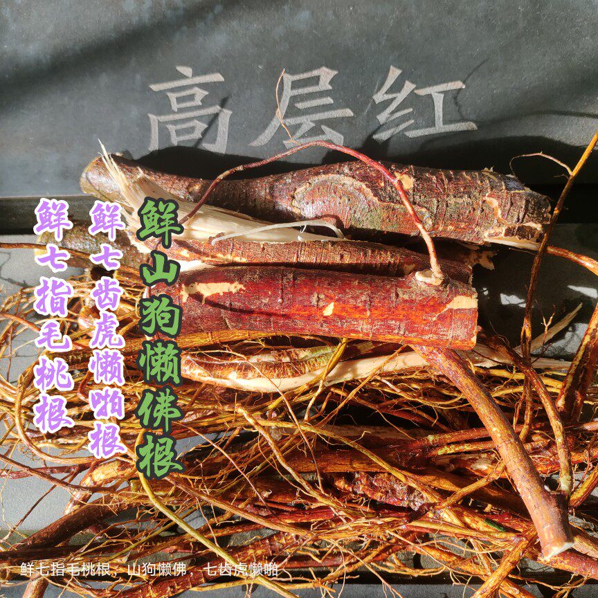 七指毛桃 野生新鲜根茎1斤 七齿虎懒啪 山狗懒佛 高层红 现挖现发
