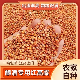 酿酒专用红高粱糯高粱酿醋食用鸽粮杂粮饲料带皮东北高粱物流 包邮