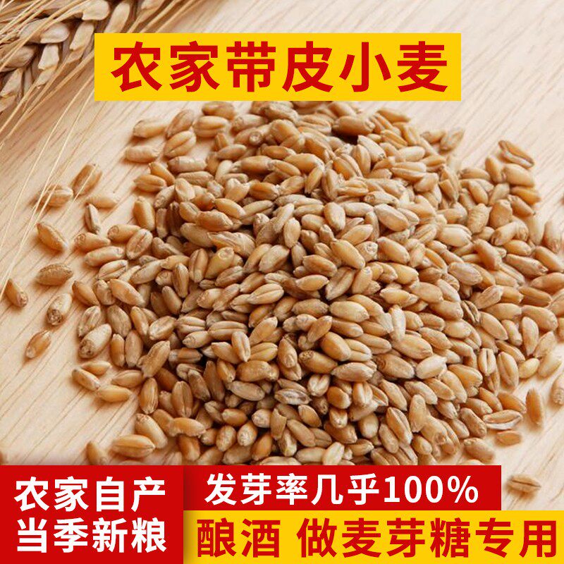 小麦种子酿酒新小麦粒麦子草种子图片