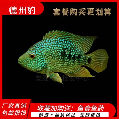 中大型热带观赏鱼德萨斯豹慈鲷银龙地图鹦鹉满天星德州豹鱼绿巨人