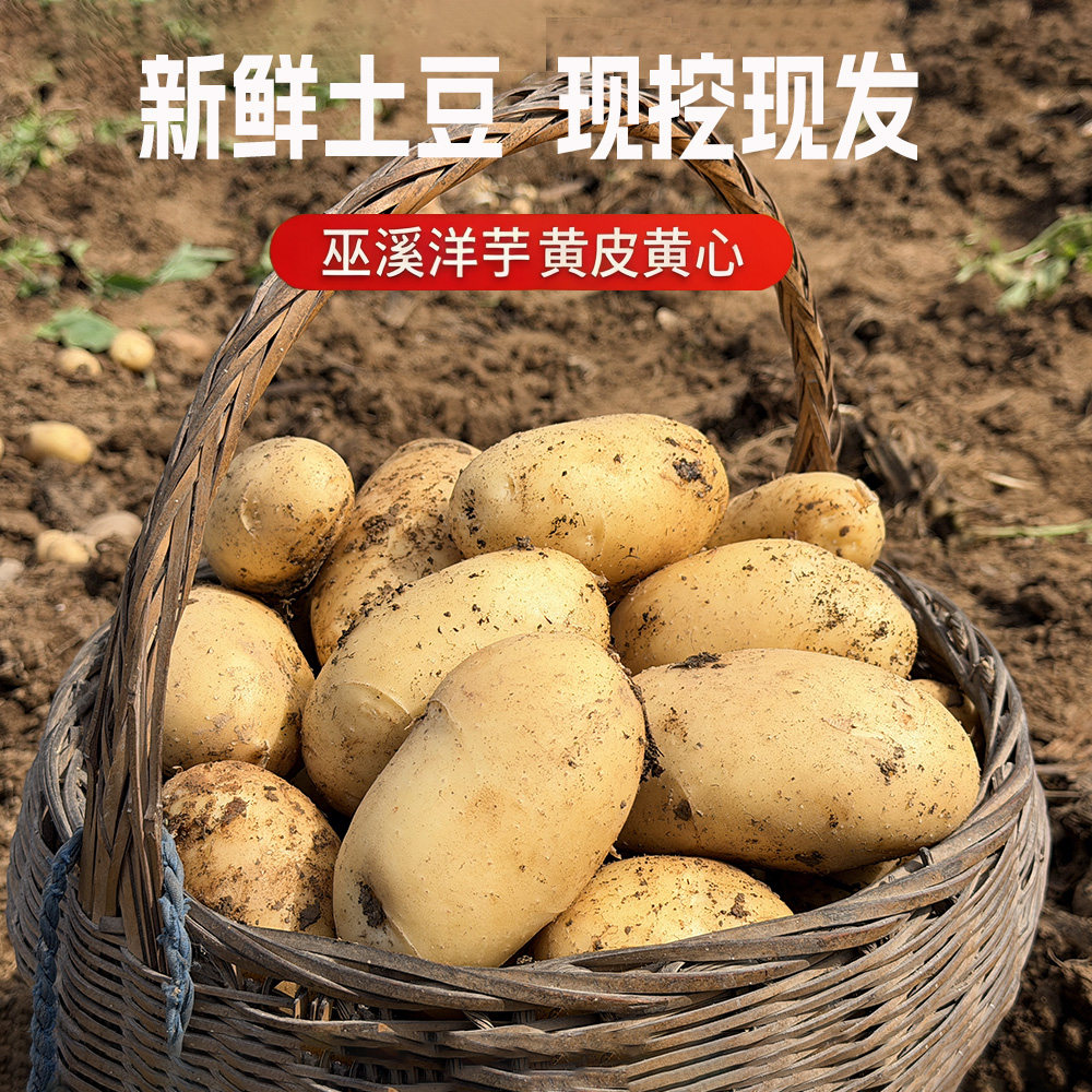 巫溪洋芋2026年新土豆黄皮黄心香甜5斤起包邮面洋芋