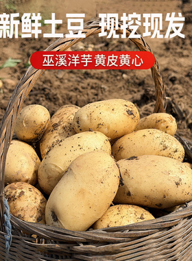 巫溪洋芋2026年新土豆黄皮黄心香甜中通包邮面洋芋