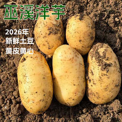 巫溪洋芋高山生态种植黄皮黄心软粉面9斤包邮