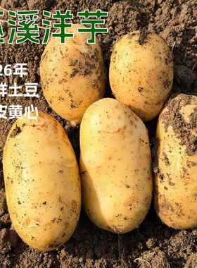 巫溪洋芋高山生态种植黄皮黄心软粉面中通包邮