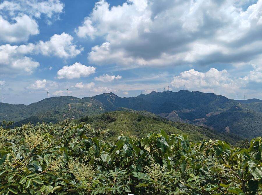 位于湖北省随县殷店镇谢家湾村的林权3240亩