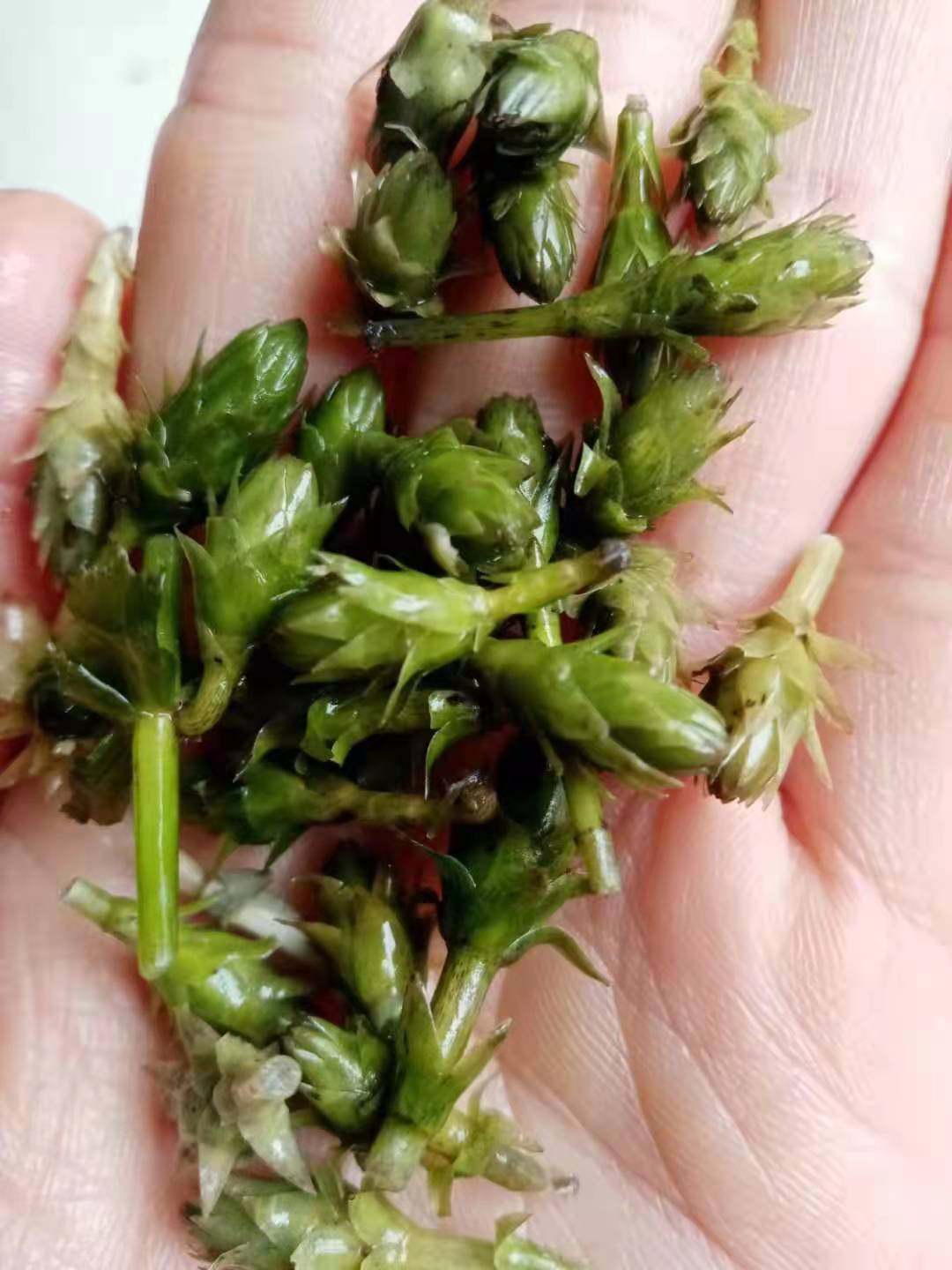 轮叶黑藻芽孢芽苗草籽水草耐高温水草淡水灯笼泡小龙虾螃蟹养殖