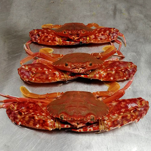 石浦海鲜 东海海捕长脚红蟹花蟹  鲜活发货  收到包新鲜很肥