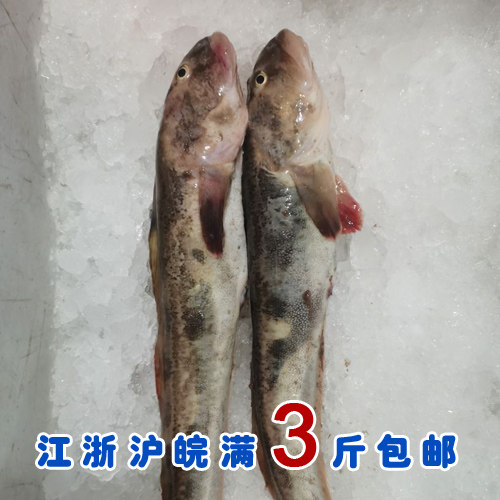 宁波石浦海鲜 东海稀有新鲜鳚鱼/虾虎鱼/泥鱼  肉质鲜嫩有弹性