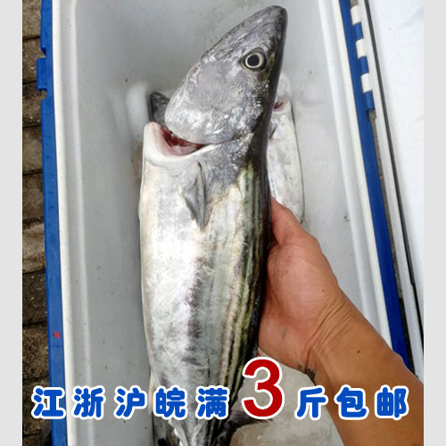 石浦海鲜 东海海钓新鲜烟仔鱼/阳光鱼/小金枪鱼