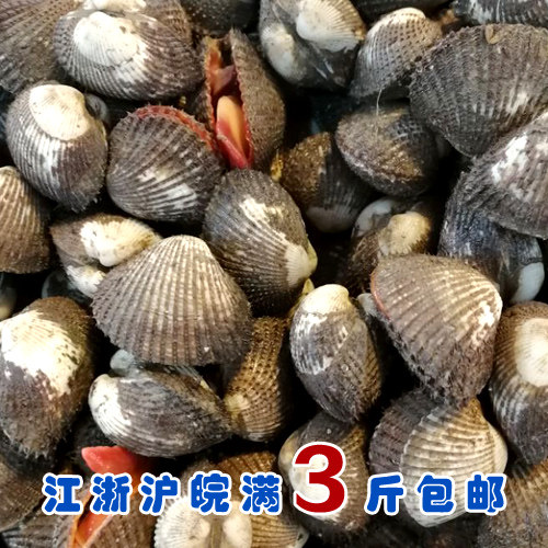 石浦海鲜 石浦本地毛蚶 活发收到不死 肉鲜美弹
