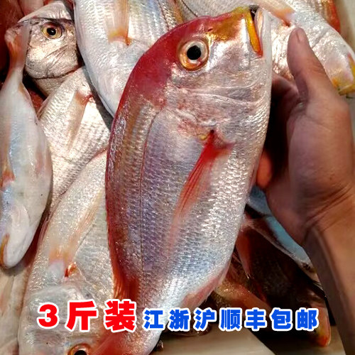 3斤装  东海深海红鲷鱼铜盆鱼加吉鱼莲子鲷 船冻鲜度及佳
