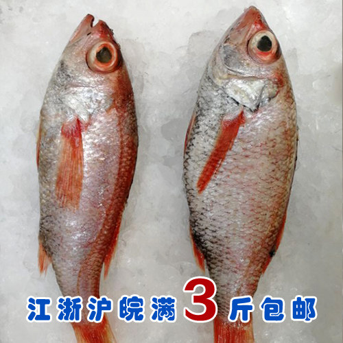 石浦海鲜 新鲜海捕深海红果鲤鱼赤鯥鱼红黑喉 高档海鱼 一斤上/条