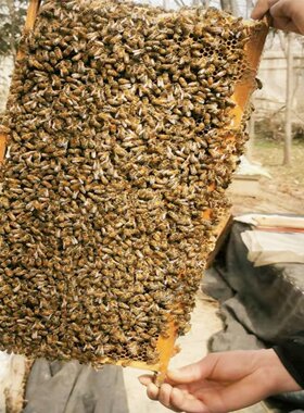 河南活体蜂疗蜜蜂螳螂饲料