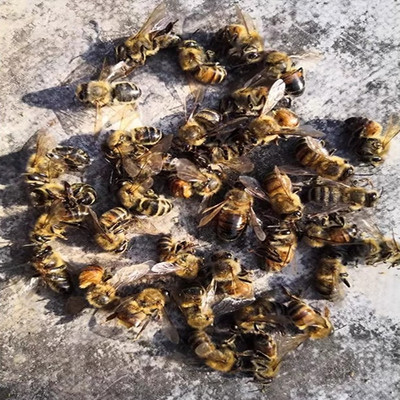 死蜜蜂蜜蜂尸体 体型完整不破损六脚伸直像睡着了那种哦 一个也卖