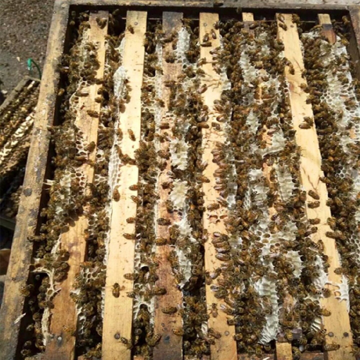 意蜂群出售邮寄蜂疗蜜蜂  活体西方蜜蜂 授粉蜜蜂 蜂种带王蜜蜂群