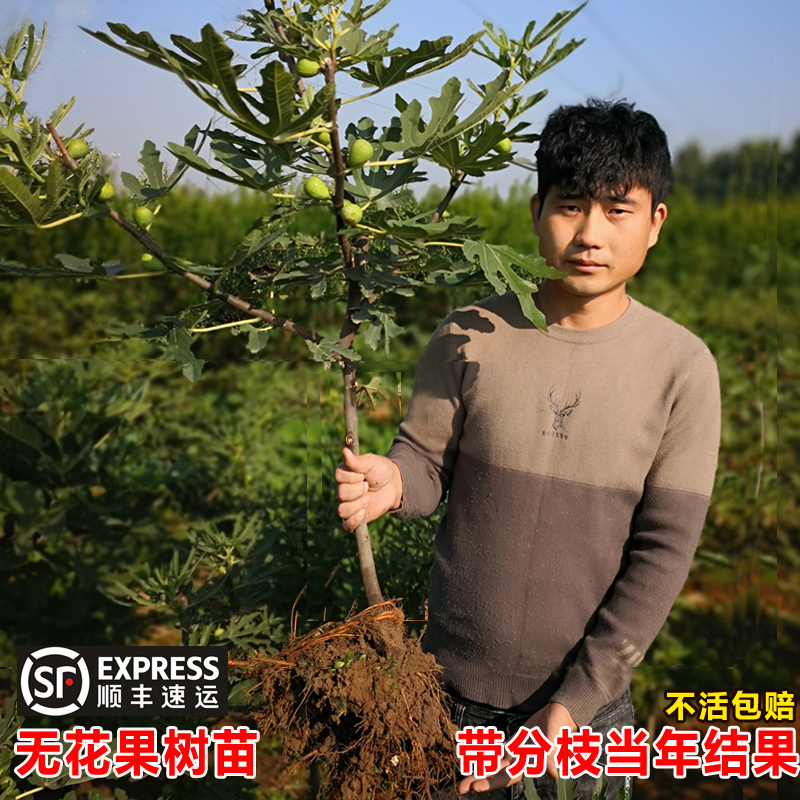 无花果树果苗特大果盆栽阳台南方矮化地栽北方波姬红威海带果青皮