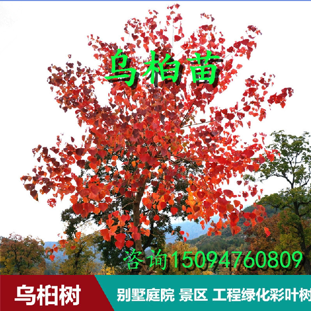 乌桕苗红叶乌桕树苗 庭院别墅绿化植物 工程景观绿化苗木菩提树苗