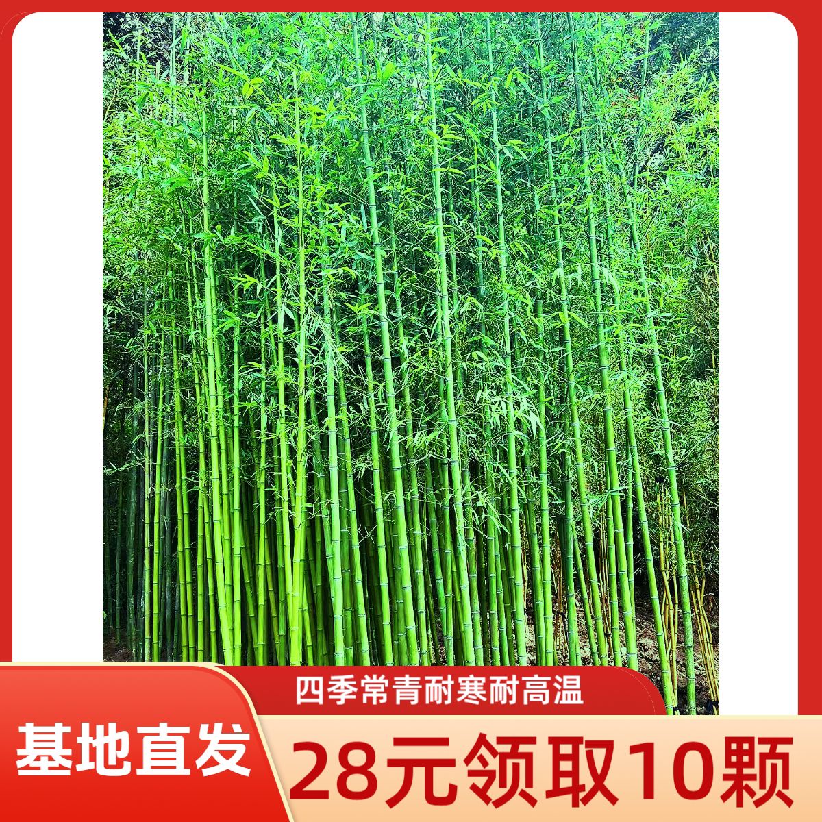 竹子苗庭院植物盆栽四季常青绿化黄金竹苗观赏金镶玉竹毛竹紫竹苗