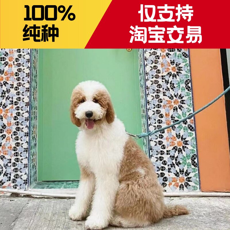 花色巨贵犬纯种巨贵大型泰迪幼犬