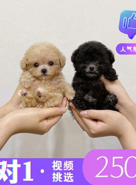 茶杯泰迪白色小体幼犬飞耳贵宾
