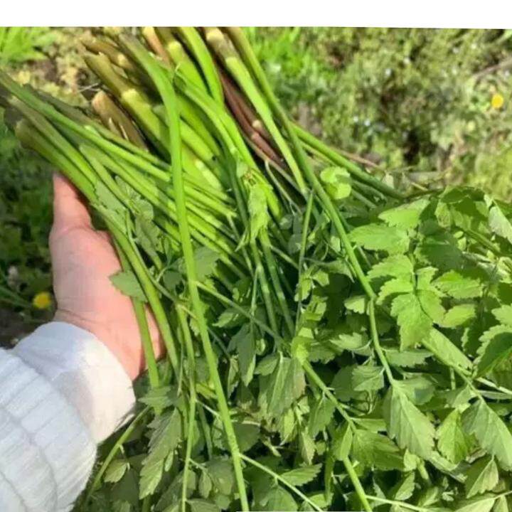顺丰包邮农家新鲜纯野生水芹菜 原生态河芹当季野芹菜现挖浙江