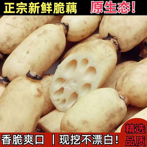 新鲜莲藕农家自种现挖现发甜脆藕头藕头
