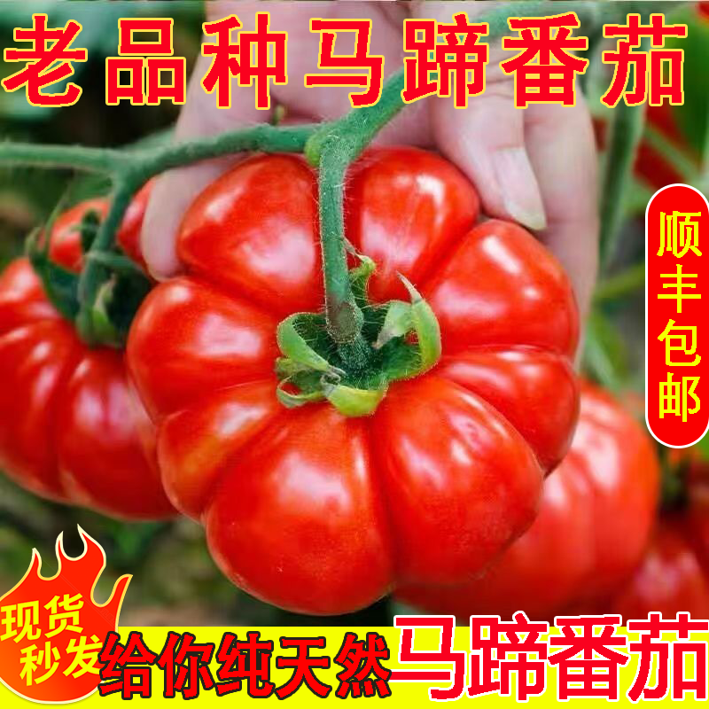 老农甄选马蹄番茄老品种顺丰5斤装露天自然熟西红柿当季新鲜孕妇