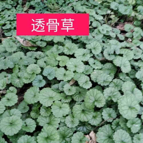 新鲜透骨草活血丹驳骨消铜钱草遍地香干连钱草透骨消中草药材现采