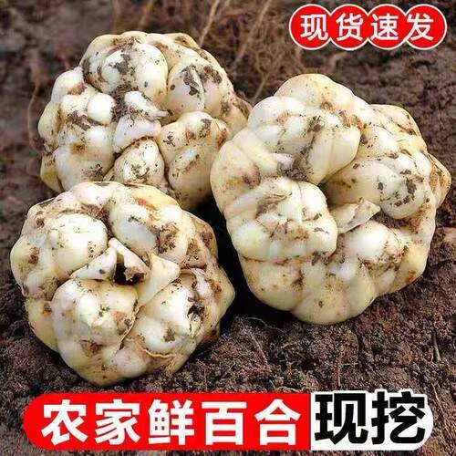 新鲜百合食用2026土特产软糯微苦当季现挖无硫龙山宜兴卷丹纯天然